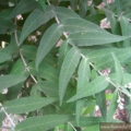 Buddleja salviifolia seeds