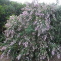 Buddleia salviifolia shrub