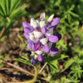 Lupinus polyphyllus | Russell Lupine 'Mini Blue & White'