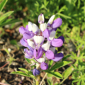 Russell Lupine 'Mini Blue & White' seeds