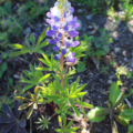 Russell Lupine 'Mini Blue & White' Lupinus polyphyllus seeds
