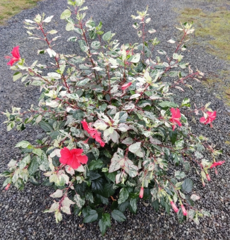 Hibiscus Aussie Queen rooted plant