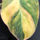 Variegated Velvet Leaf plant