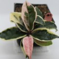 Hoya carnosa | Variegated Waxplant 'Tricolor' rooted plant