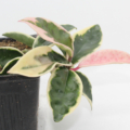 Hoya carnosa | Variegated Waxplant 'Tricolor'