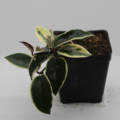 Hoya carnosa | Variegated Waxplant 'Tricolor' start