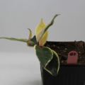 Hoya Variegated Waxplant 'Tricolor'