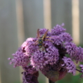 Purple Umbel flower