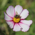 Cosmos bipinnatus | Garden Cosmos 'Sweet Sixteen' seeds