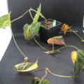 Variegated philodendron Micans vine