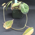 Variagata philodendron Micans plant