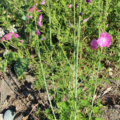 Sidalcea malviflora | Prairie Mallow hybrid 'Party Girl'