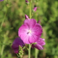 Sidalcea malviflora | Dwarf Hollyhock 'Party Girl' seeds