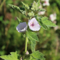 Althaea officinalis | Marsh Mallow seeds