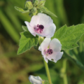 Marshmallow Althaea officinalis seeds