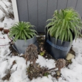 Overwintering Giant Echiums with heated protection