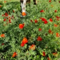 California Poppy 'Mikado Red' seeds