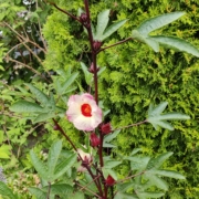 Florida Cranberry Hibiscus seeds