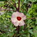 Hibiscus sabdariffa seeds
