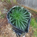 Overwintering Tower of Jewels Echium with a 55g drum heater