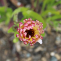 Calendula officinalis | Garden Marigold 'Touch of Red Buff' flower