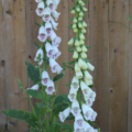 Digitalis purpurea | Common Foxglove 'Fairy Bells' plant