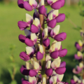 Lupine purple and white flower seeds