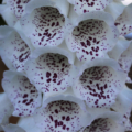 Digitalis purpurea | Common Foxglove 'Fairy Bells' (Dalmation Foxglove)