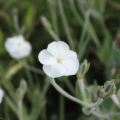 White Rose Campion seeds