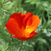 Mikado Red California Poppy seeds | Eschscholzia californica