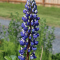 Russell Lupine 'Blue & White'
