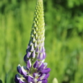 Lupinus polyphyllus | Russell Lupine 'Purple & White' seeds