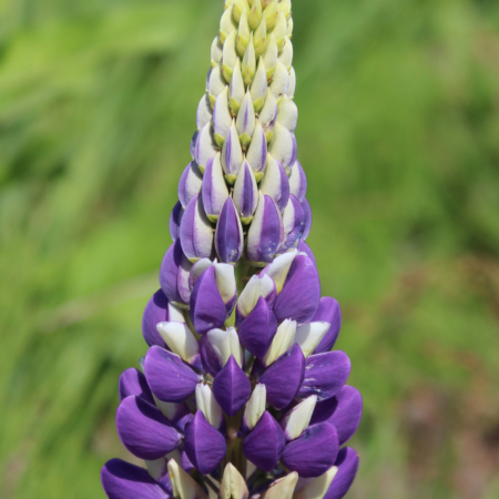 Lupinus polyphyllus | Russell Lupine 'Purple & White'