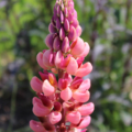 Lupinus polyphyllus | Russell Lupine 'Peach & Pink'