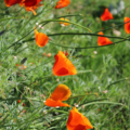 Eschscholzia californica | California Poppy 'Mikado Red' seeds