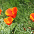 Eschscholzia californica | California Poppy 'Mikado Red'