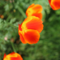 California Poppy 'Mikado Red' flowers