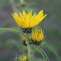 Sawtooth Sunflower flowers