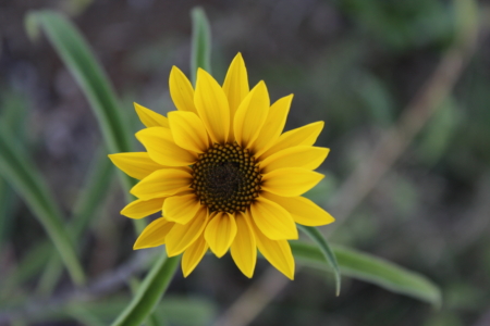 Flower of Helianthus grosseserratus | Sunflower seeds