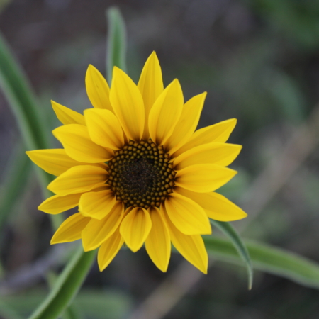 Flower of Helianthus grosseserratus | Sunflower seeds