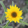 Sawtooth Sunflower | Helianthus grosseserratus seeds