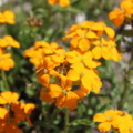 Siberian Wallflower | Cheiranthus allionii seeds
