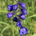 Belladonna Delphinium 'Blue Donna'