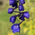 Blue Donna Delphinium seeds