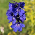 Larkspur 'Blue Donna' seeds