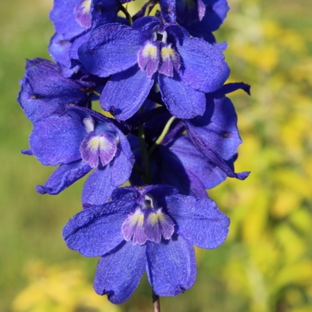 Belladonna Delphinium 'Blue Donna' seeds