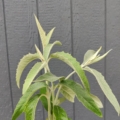 Buddleja tucumanensis plant