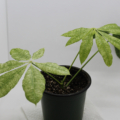 Puchira glabra rooted plant (Puchira aquatica) Variegated