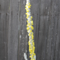 Verbascum bombyciferum | Polar Summer seeds