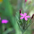 Grass Pink seeds | Dianthus armeria
